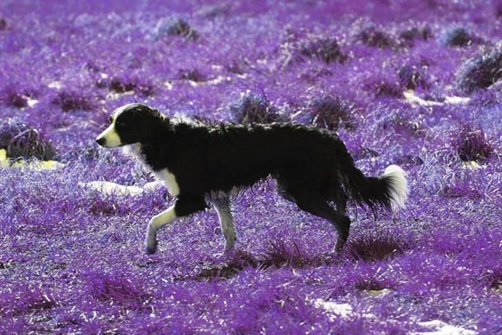 Border collie Joe Dalton - endnu et hvor dalle må stå model, fordi hans far har 6 dages fri billede 11