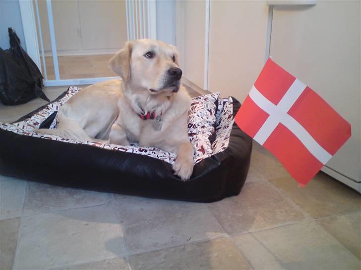 Golden retriever Malou - min fødseldag d. 8/3-10. Fik ny seng :) billede 19