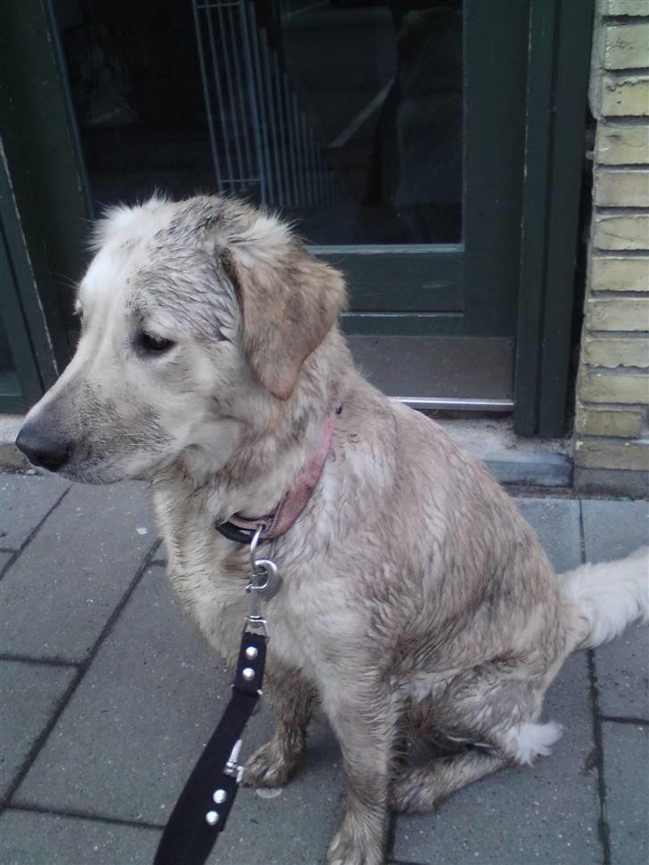 Golden retriever Malou - BESKIDT? NEJ DA! billede 20