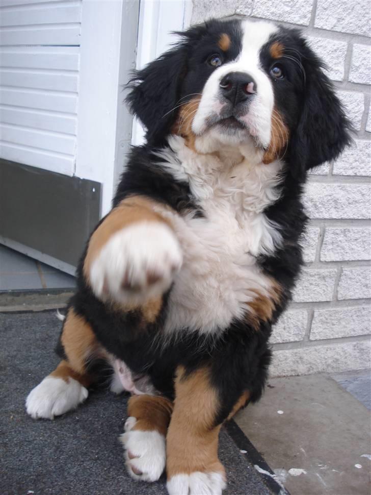 Berner sennenhund KAHLUA - Velkommen til min profil - find jer godt til rette billede 1