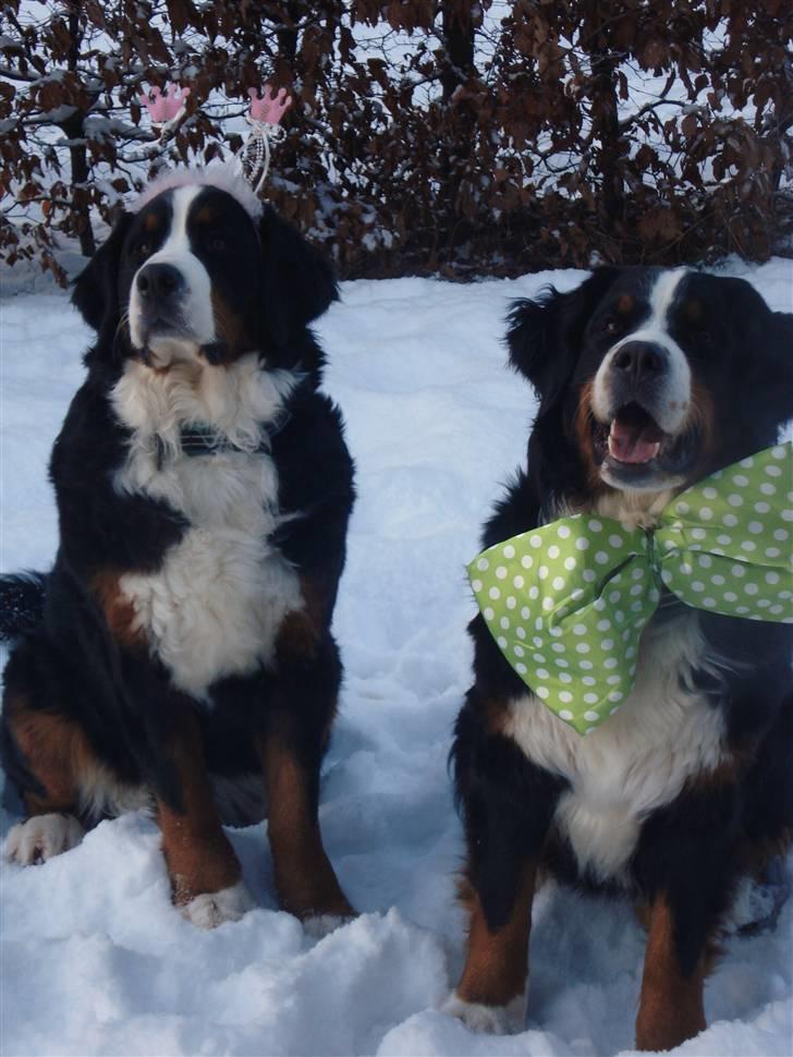 Berner sennenhund KAHLUA billede 2