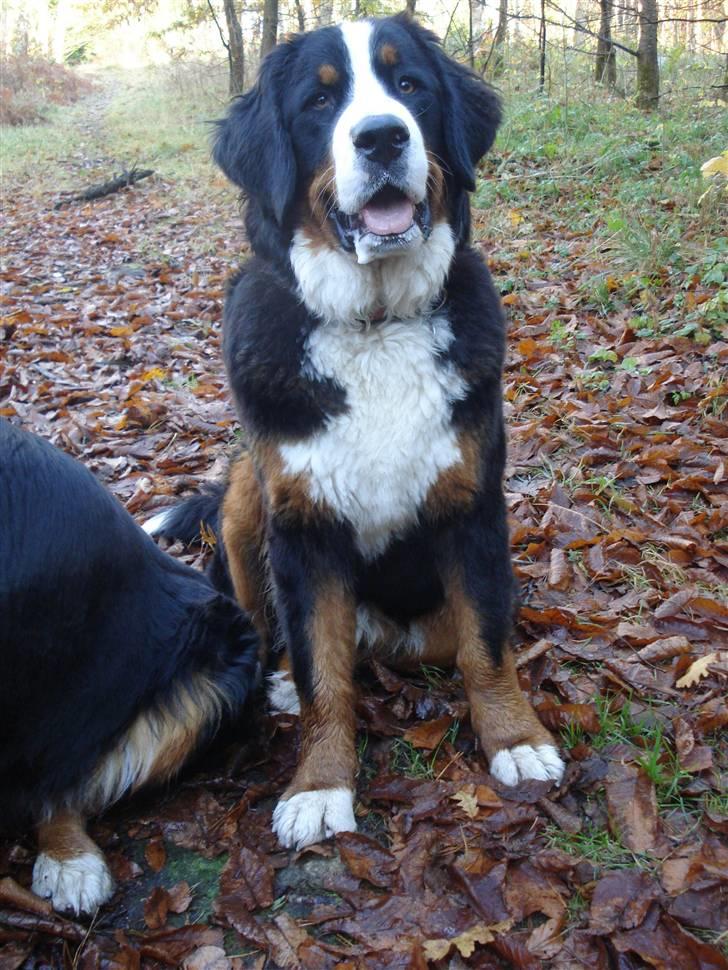 Berner sennenhund KAHLUA - mig 9 mdr.... er jeg ikke lækker :) billede 3