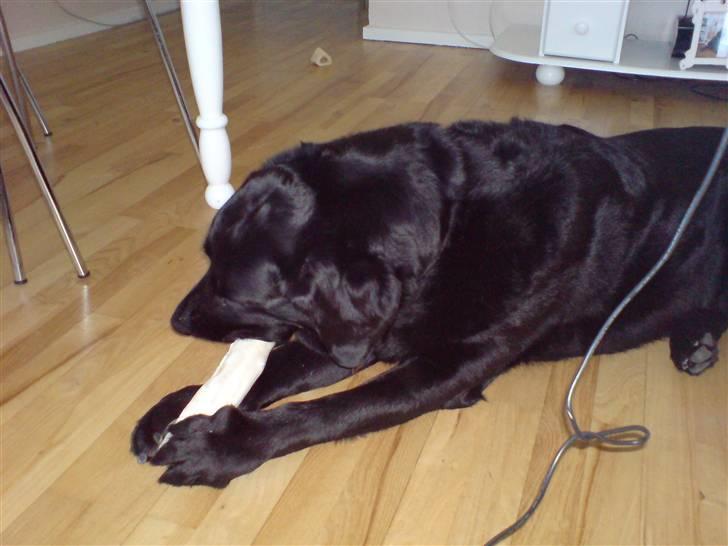 Labrador retriever Rollo <3 - MUMS. DET ER BARE ET GODT BEN DET HER! billede 14