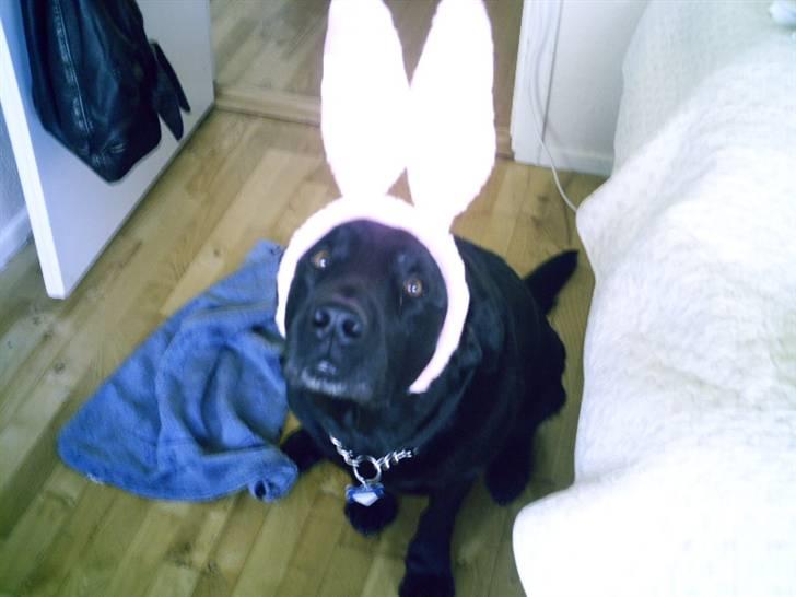 Labrador retriever Rollo <3 - JEG HAR DA SELV ØRE?! billede 15