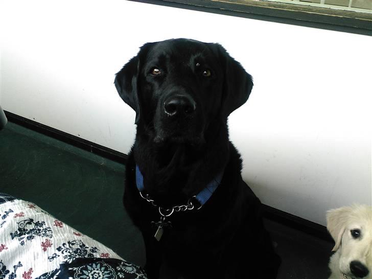 Labrador retriever Rollo <3 - JEG LIGNER EN MEGET FIN HERRE HER. billede 16