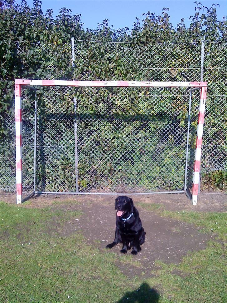 Labrador retriever Rollo <3 - JEG ER RIGTIG GOD SOM MÅLMAND ;) billede 17