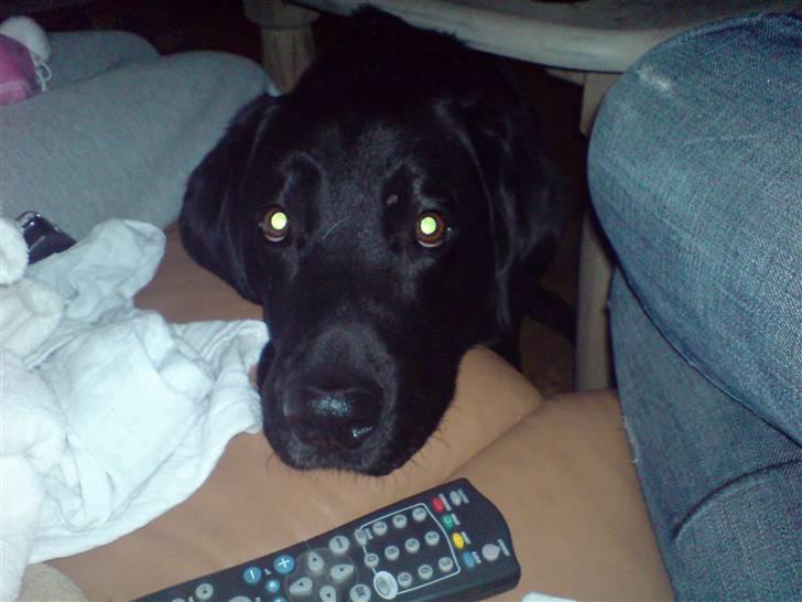 Labrador retriever Rollo <3 - SNØFT. JEG HAR DET BARE SÅ HÅRDT. billede 18