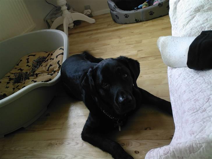 Labrador retriever Rollo <3 - JEG SER BARE SÅ SØD UD HER. GØR JEG IKKE? billede 19