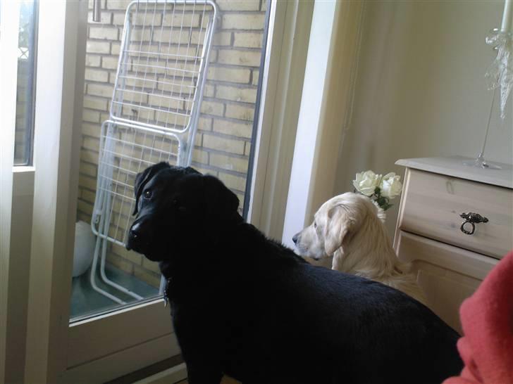 Labrador retriever Rollo <3 - DE LARMER ALTSÅ UDENFOR. VI VIL GERNE UD. billede 20