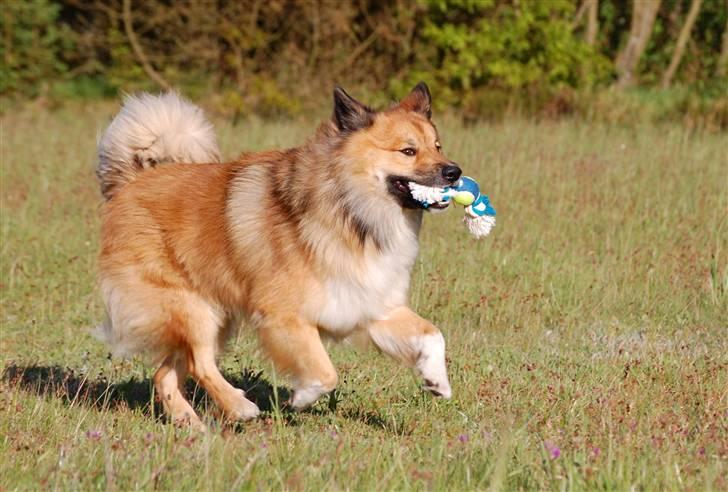 Islandsk fårehund Solargeisli Reiki billede 19