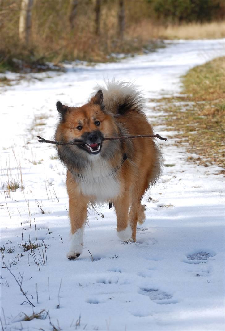 Islandsk fårehund Solargeisli Reiki billede 20