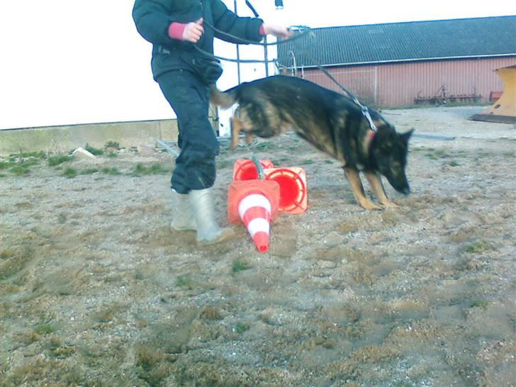 Schæferhund Vito R.I.P - I fuld spring billede 11