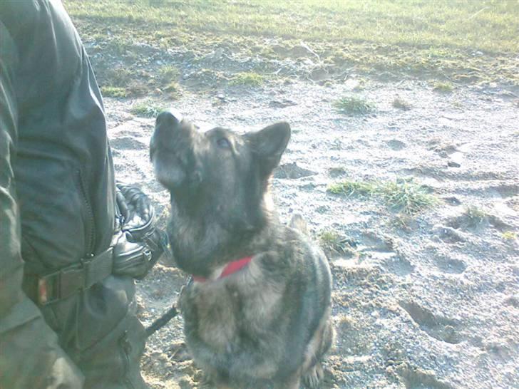 Schæferhund Vito R.I.P billede 13