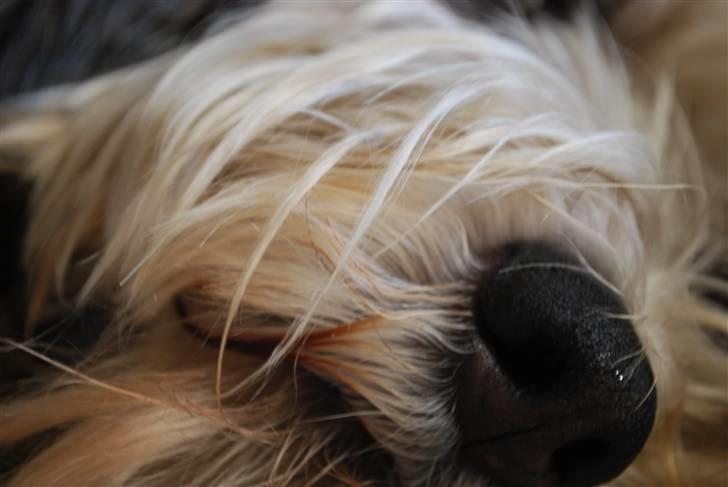 Petit basset griffon wendéen Uhlanias Carla - Total cute snude :* (Næsten 4 år) billede 16