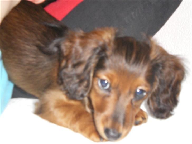 Miniature gravhund luffe billede 11