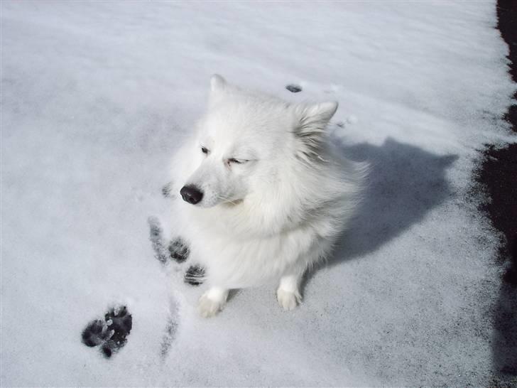 Japansk spids laika  billede 1