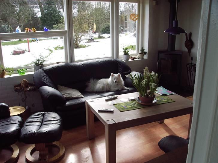 Japansk spids laika  billede 2