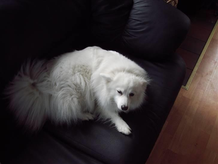 Japansk spids laika  billede 3