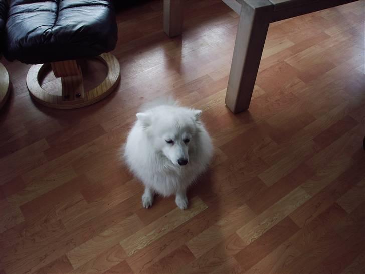 Japansk spids laika  billede 4