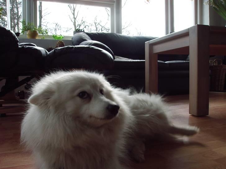 Japansk spids laika  billede 5