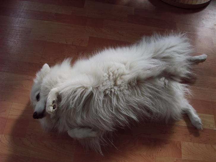 Japansk spids laika  billede 6