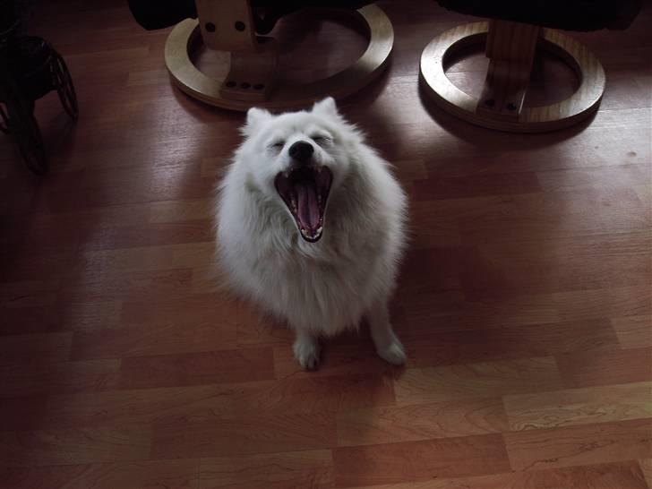 Japansk spids laika  billede 7