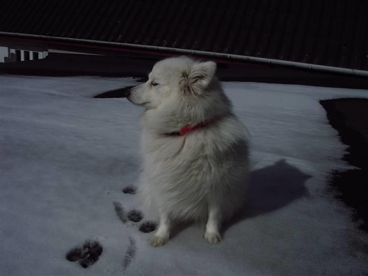 Japansk spids laika  billede 8