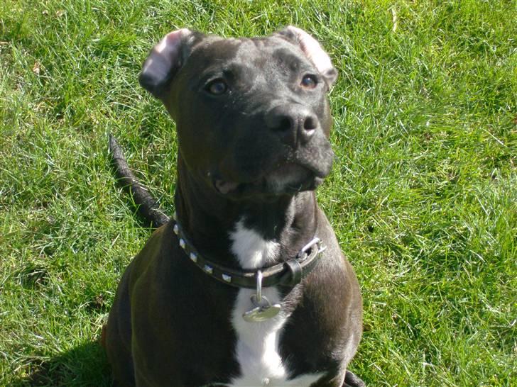 Amerikansk staffordshire terrier Jackie billede 3