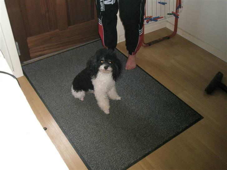 Toypuddel Gizmo - her er et billede af min lillebror Kenzo billede 10