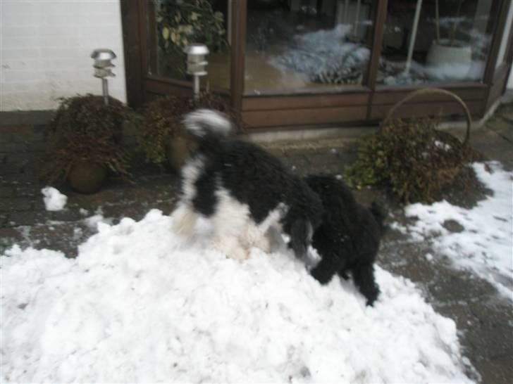 Toypuddel Gizmo - så er der dømt snekamp billede 11