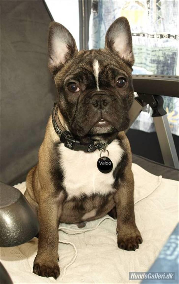 Fransk bulldog Valdo - valdo 15 uger billede 6