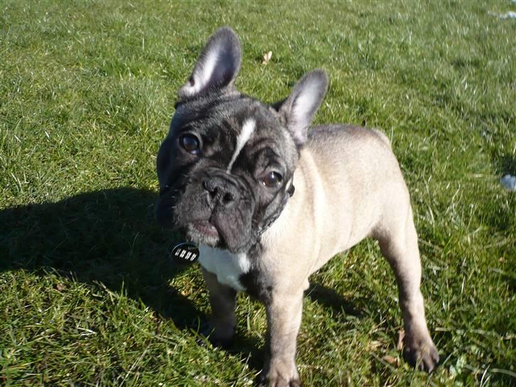 Fransk bulldog Valdo - 15 uger billede 7