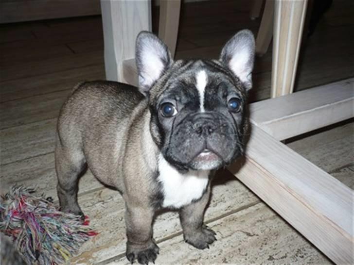 Fransk bulldog Valdo - valdo 8 uger billede 8