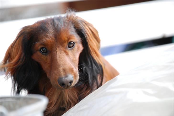 Dværggravhund Rollo - Her er Rollo. billede 1