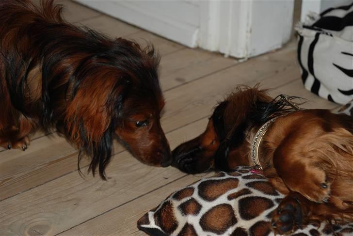 Dværggravhund Rollo - Her har Rollo besøg af sin veninde Kimmi, en tæve som han er meget glad for. billede 3