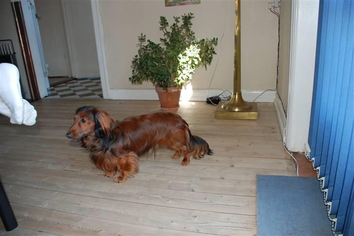 Dværggravhund Rollo billede 4