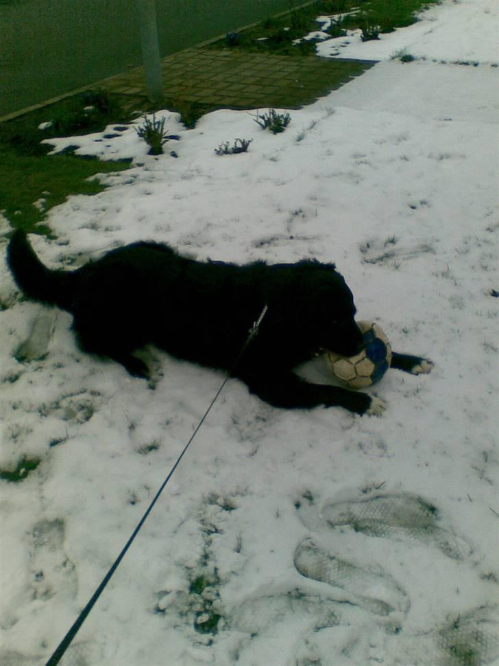 Blanding af racer Luffe billede 5