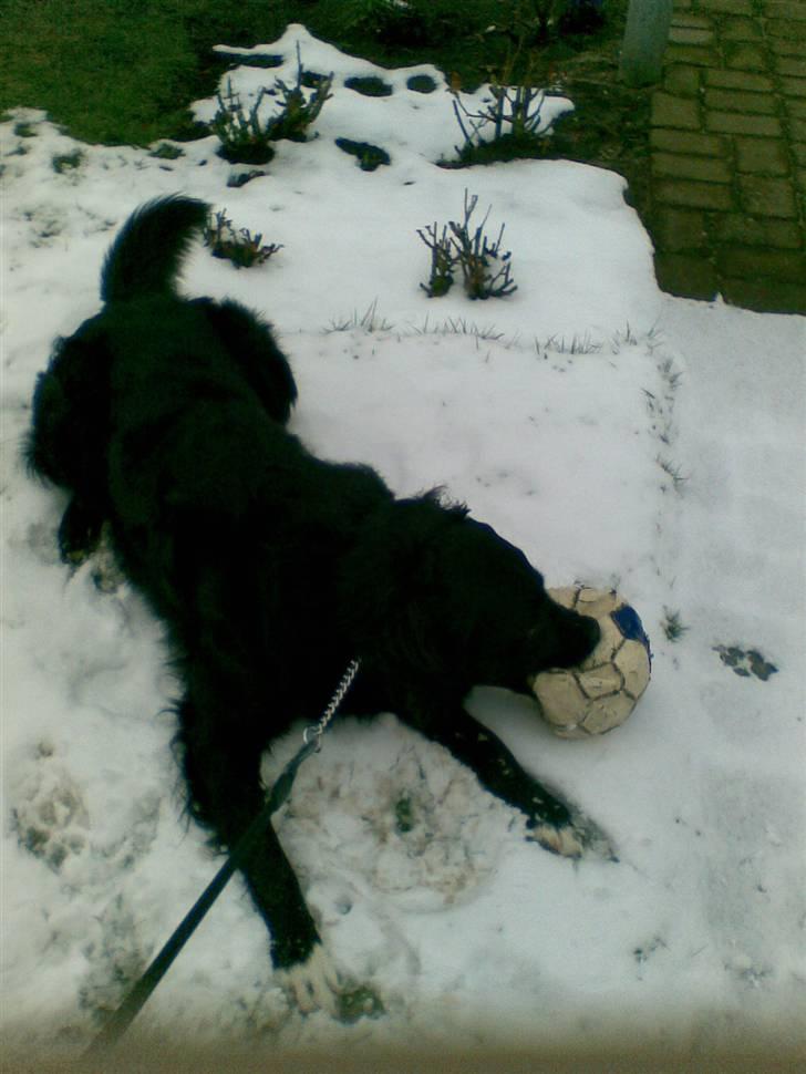 Blanding af racer Luffe billede 6