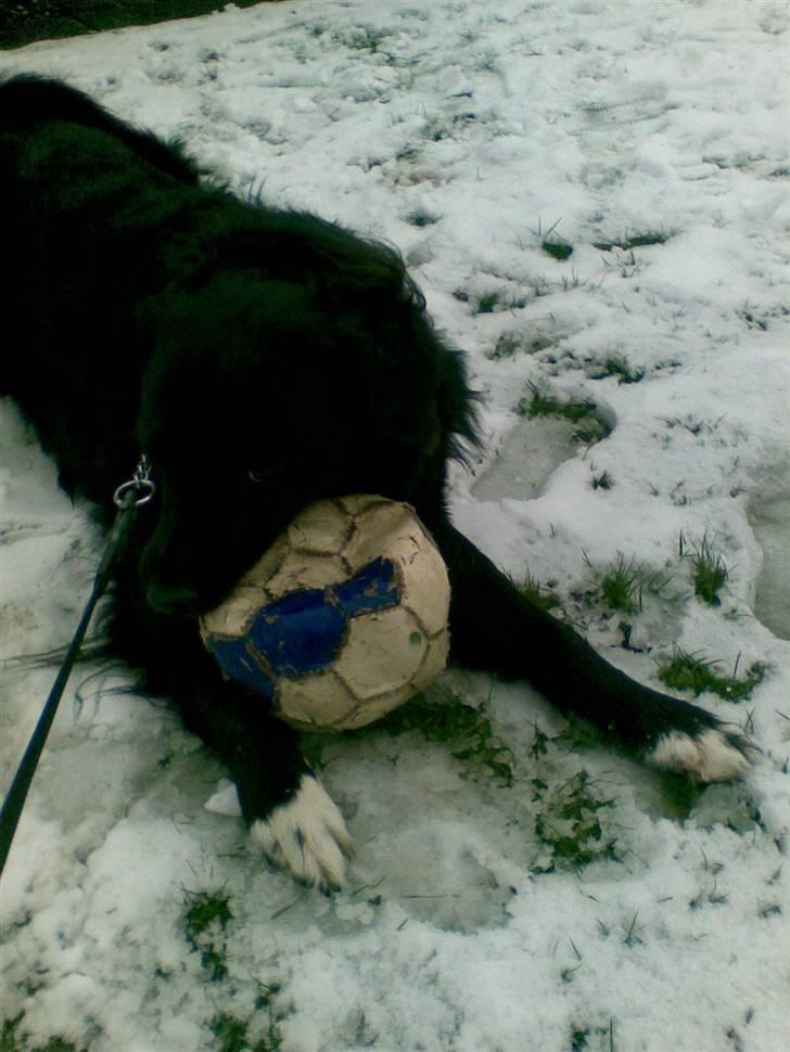 Blanding af racer Luffe billede 7