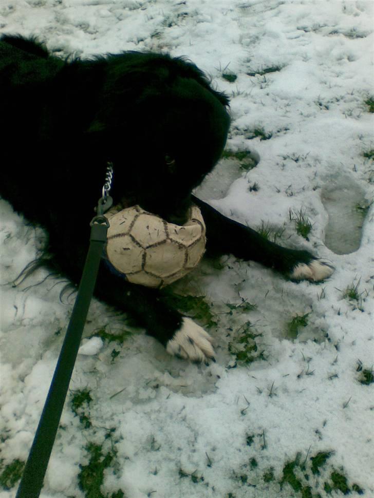 Blanding af racer Luffe billede 8