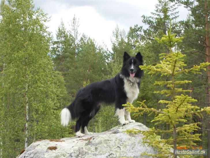 Border collie Søren - smukke Søren på en sten i Sverige..   :) billede 1
