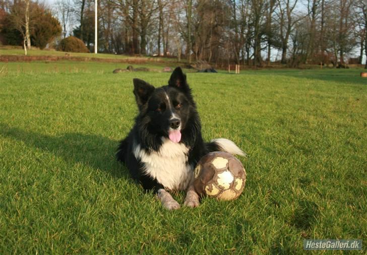 Border collie Søren - han elsker sin boldt  xD billede 2