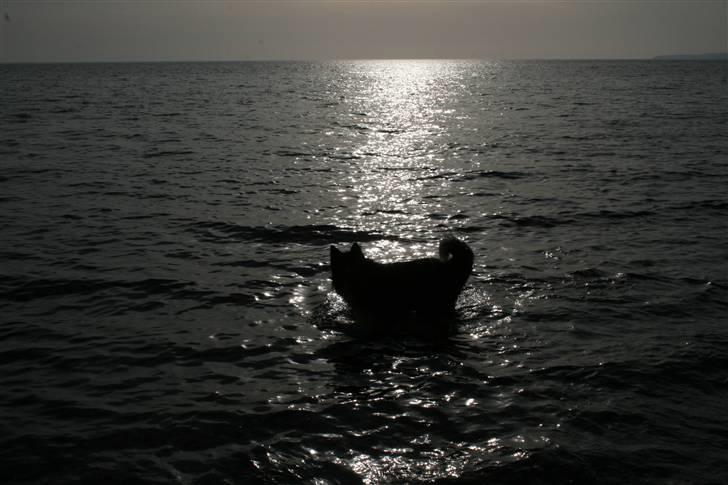 Border collie Søren - her er han ude ved havet   :) billede 3