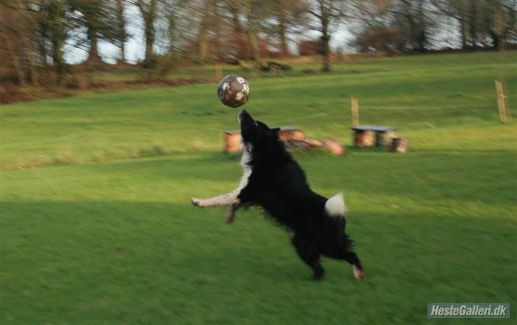 Border collie Søren - jeg sa jo han var go.. hehe  ;p billede 4