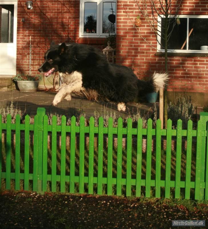 Border collie Søren - hopsa   xD billede 5