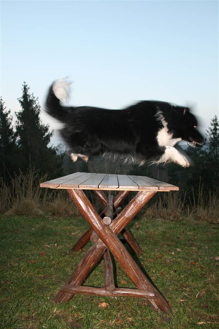 Border collie Søren - HOPSA! billede 6