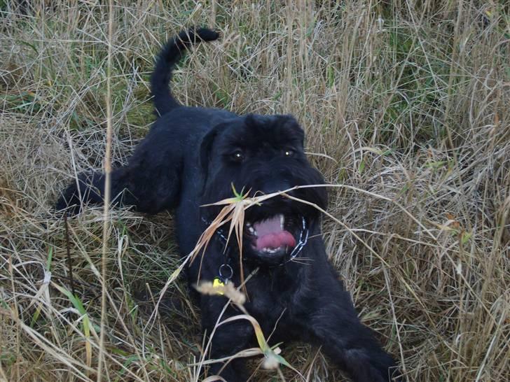 Riesenschnauzer Liva (ikk vores mere) - liva billede 1