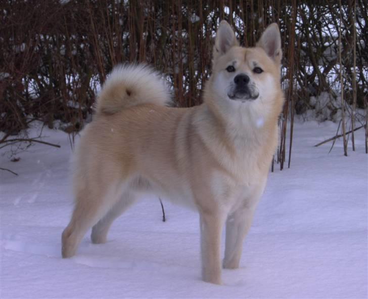 Norsk buhund Gimli -Mies egen bjergged - Er jeg ikke bare smuk?! :o)  billede 1