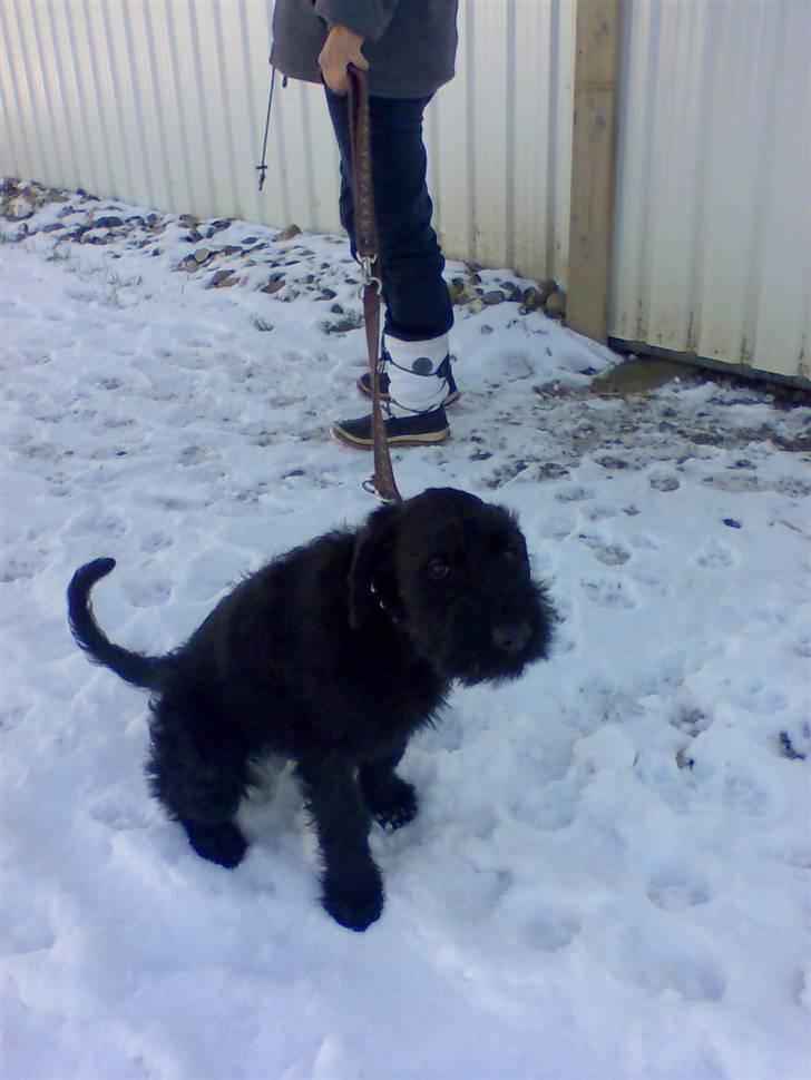 Riesenschnauzer Liva (ikk vores mere) billede 2