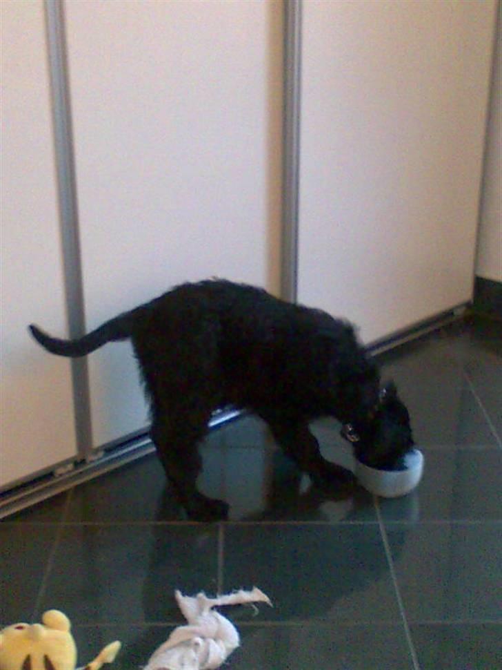 Riesenschnauzer Liva (ikk vores mere) billede 3